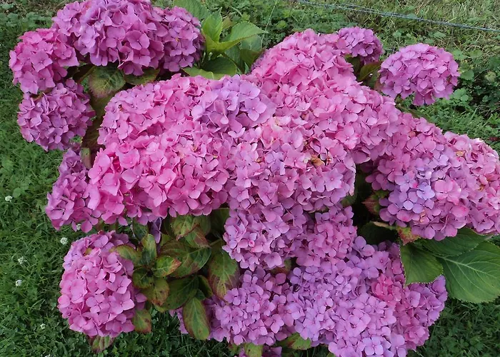 Bed and breakfast La Demeure