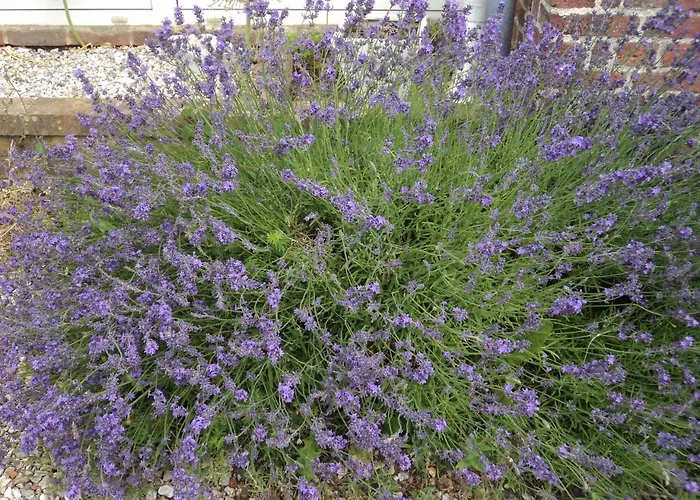 Bed and breakfast La Demeure Vassonville